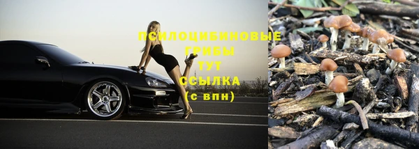 хмурый Аркадак