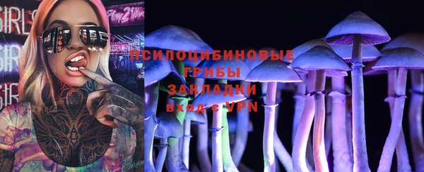 хмурый Аркадак